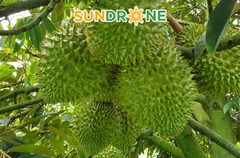 Biện pháp phòng ngừa mọt đục cành sầu riêng hiệu quả
