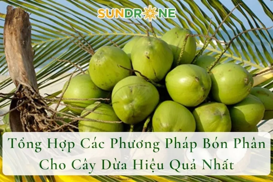 Tổng Hợp Các Phương Pháp Bón Phân Cho Cây Dừa Hiệu Quả Nhất