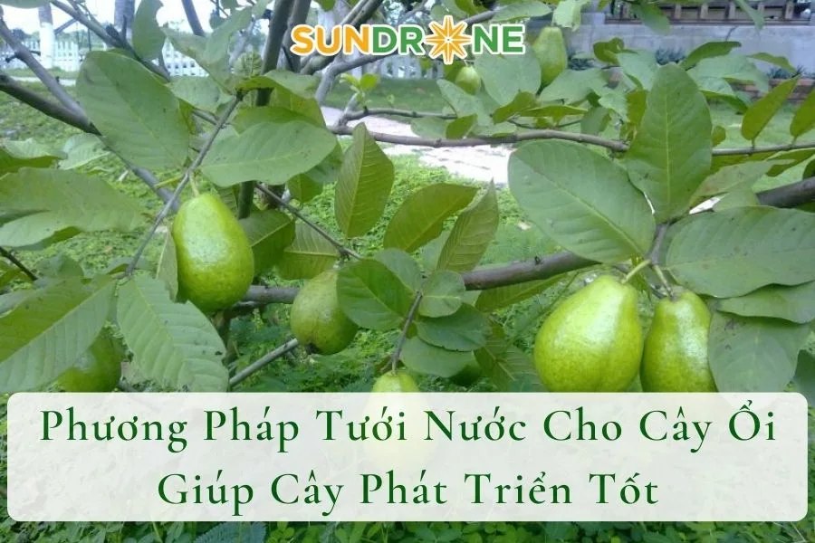 Phương Pháp Tưới Nước Cho Cây Ổi Giúp Cây Phát Triển Tốt