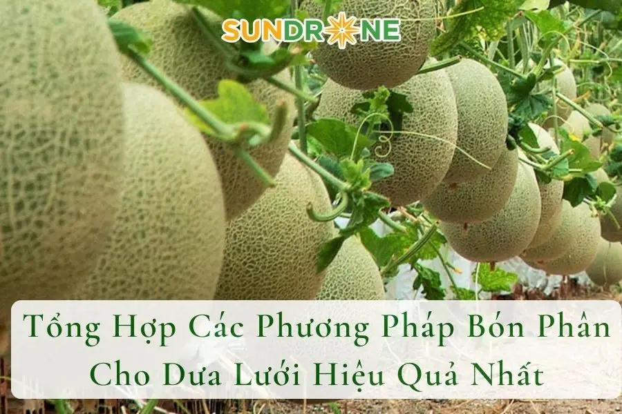 Tổng Hợp Các Phương Pháp Bón Phân Cho Dưa Lưới Hiệu Quả Nhất