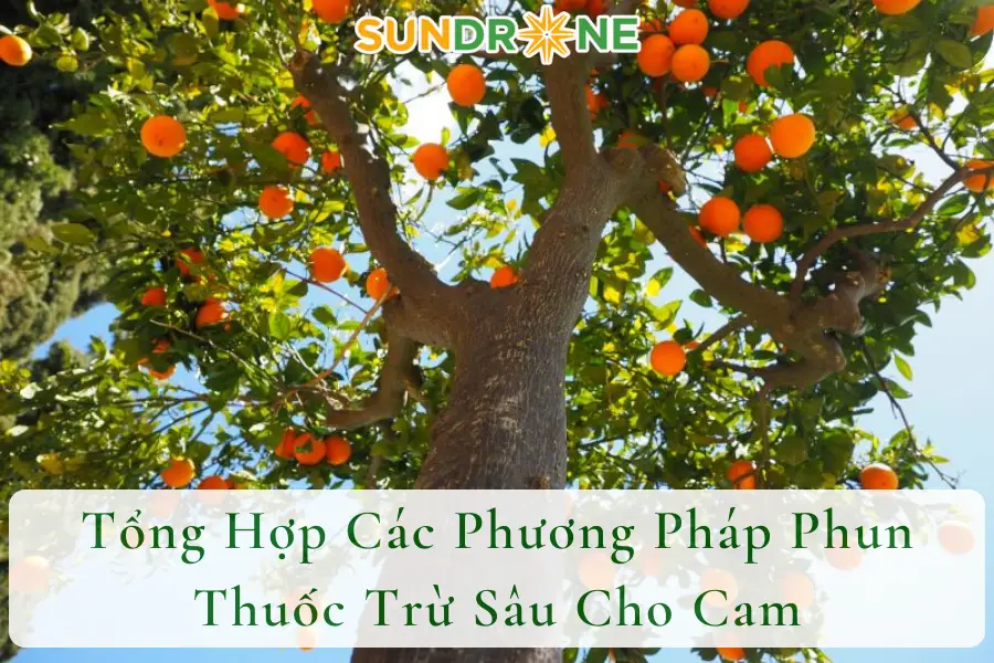 Tổng Hợp Các Phương Pháp Phun Thuốc Trừ Sâu Cho Cam