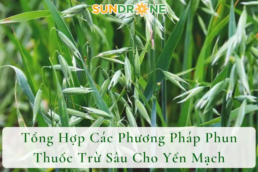 Tổng Hợp Các Phương Pháp Phun Thuốc Trừ Sâu Cho Yến Mạch