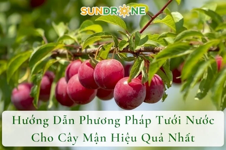 Hướng Dẫn Phương Pháp Tưới Nước Cho Cây Mận Hiệu Quả Nhất