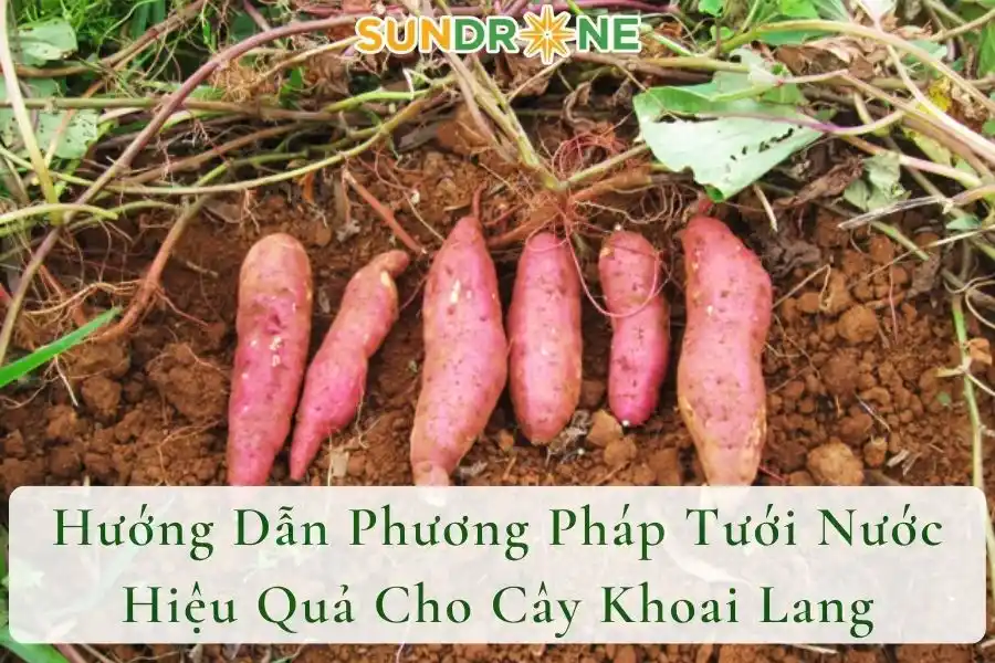 Hướng Dẫn Phương Pháp Tưới Nước Hiệu Quả Cho Cây Khoai Lang