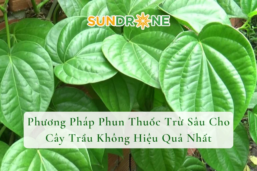 Phương Pháp Phun Thuốc Trừ Sâu Cho Cây Trầu Không Hiệu Quả Nhất