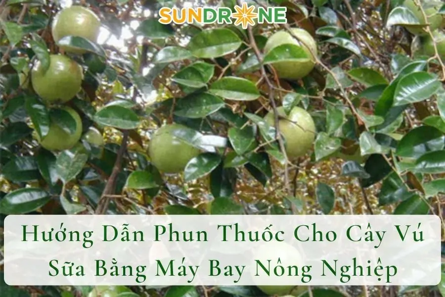 Hướng Dẫn Phun Thuốc Cho Cây Vú Sữa Bằng Máy Bay Nông Nghiệp