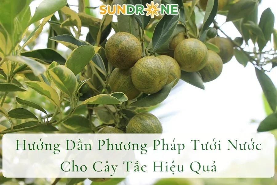 Hướng Dẫn Phương Pháp Tưới Nước Cho Cây Tắc Hiệu Quả