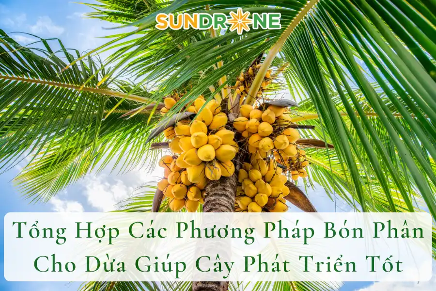 Tổng Hợp Các Phương Pháp Bón Phân Cho Dừa Giúp Cây Phát Triển Tốt