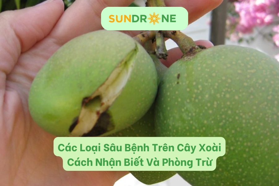 Các Loại Sâu Bệnh Trên Cây Xoài | Cách Nhận Biết Và Phòng Trừ