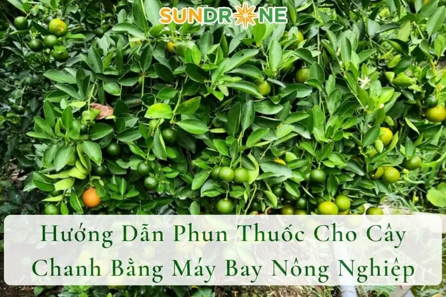 Hướng Dẫn Phun Thuốc Cho Cây Chanh Bằng Máy Bay Nông Nghiệp