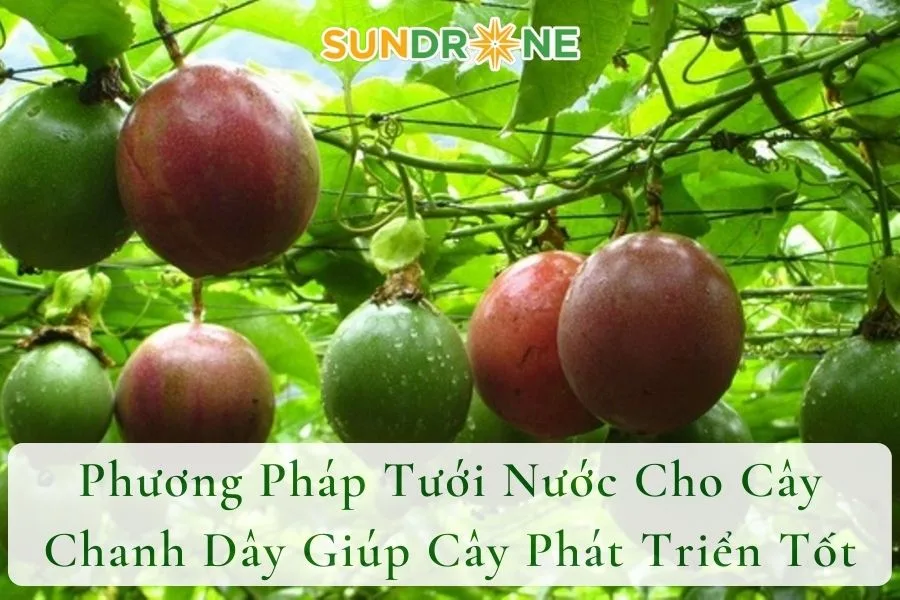 Phương Pháp Tưới Nước Cho Cây Chanh Dây Giúp Cây Phát Triển Tốt