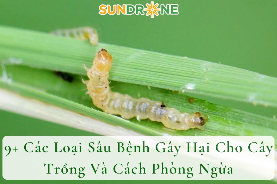Các Loại Sâu Bệnh Hại Cây Chuối | Cách Nhận Biết Và Phòng Trừ