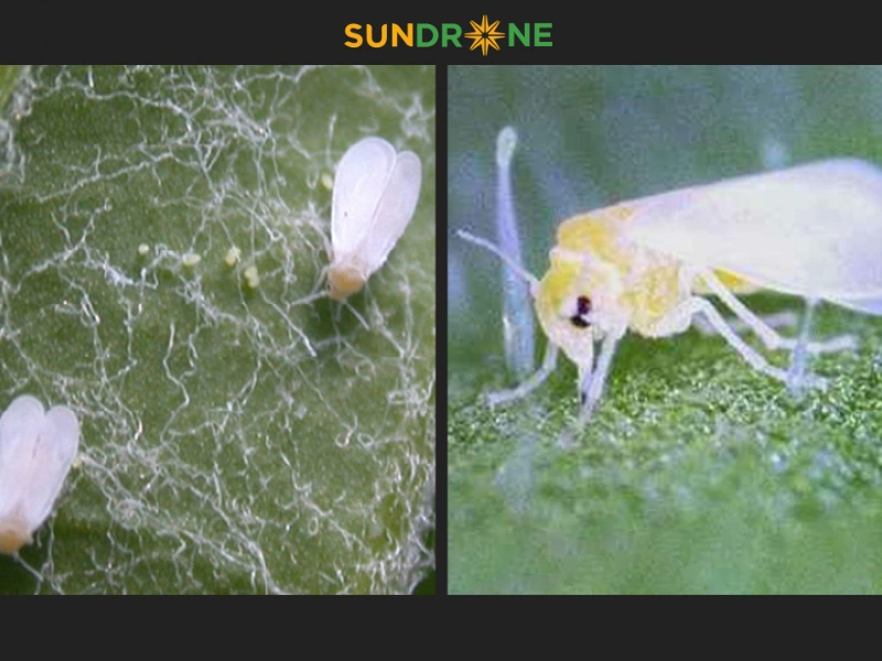 Biện pháp sinh học: Bảo vệ và phát huy thiên địch