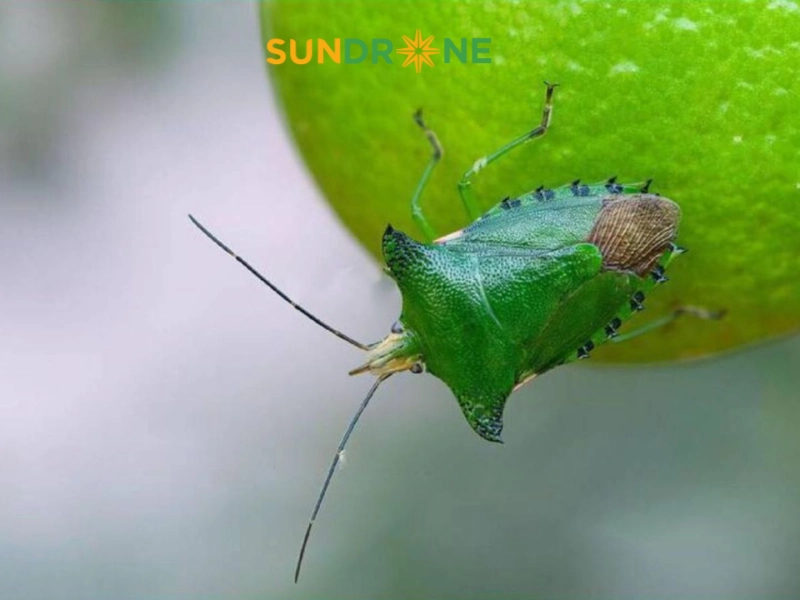 Nhận diện bọ xít xanh và vòng đời phát triển