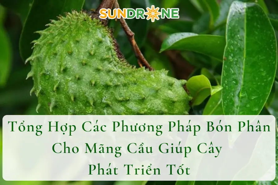 Tổng Hợp Các Phương Pháp Bón Phân Cho Mãng Cầu Giúp Cây Phát Triển Tốt