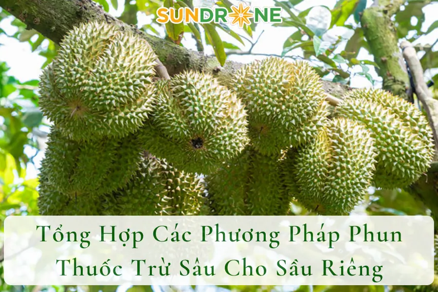 Tổng Hợp Các Phương Pháp Phun Thuốc Trừ Sâu Cho Sầu Riêng