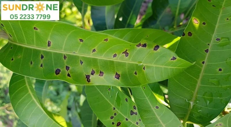 Bệnh thán thư (Colletotrichum gloeosporioides)