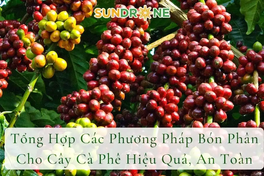 Tổng Hợp Các Phương Pháp Bón Phân Cho Cây Cà Phê Hiệu Quả, An Toàn