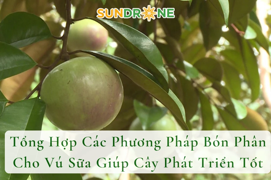 Tổng Hợp Các Phương Pháp Bón Phân Cho Vú Sữa Giúp Cây Phát Triển Tốt