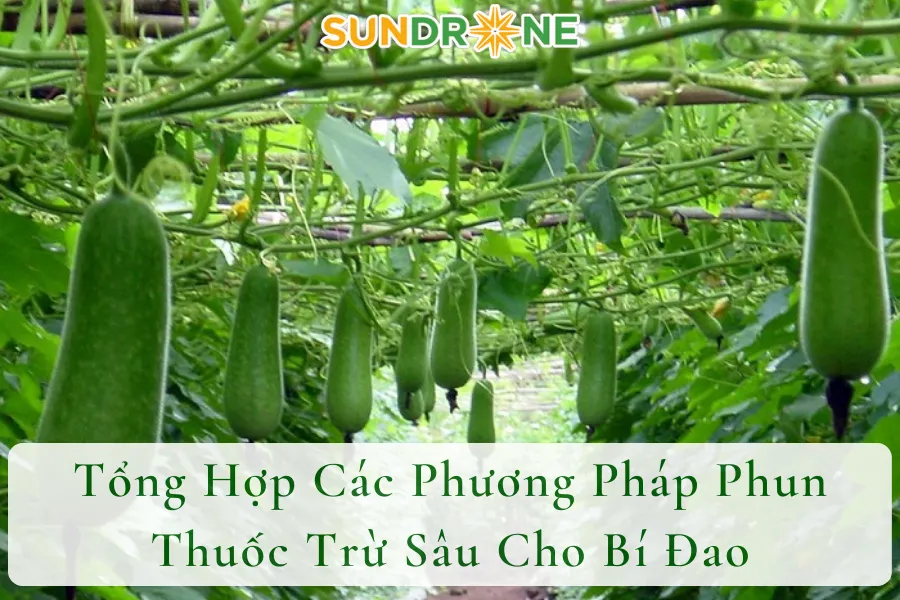 Tổng Hợp Các Phương Pháp Phun Thuốc Trừ Sâu Cho Bí Đao