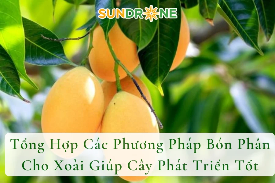 Tổng Hợp Các Phương Pháp Bón Phân Cho Xoài Giúp Cây Phát Triển Tốt