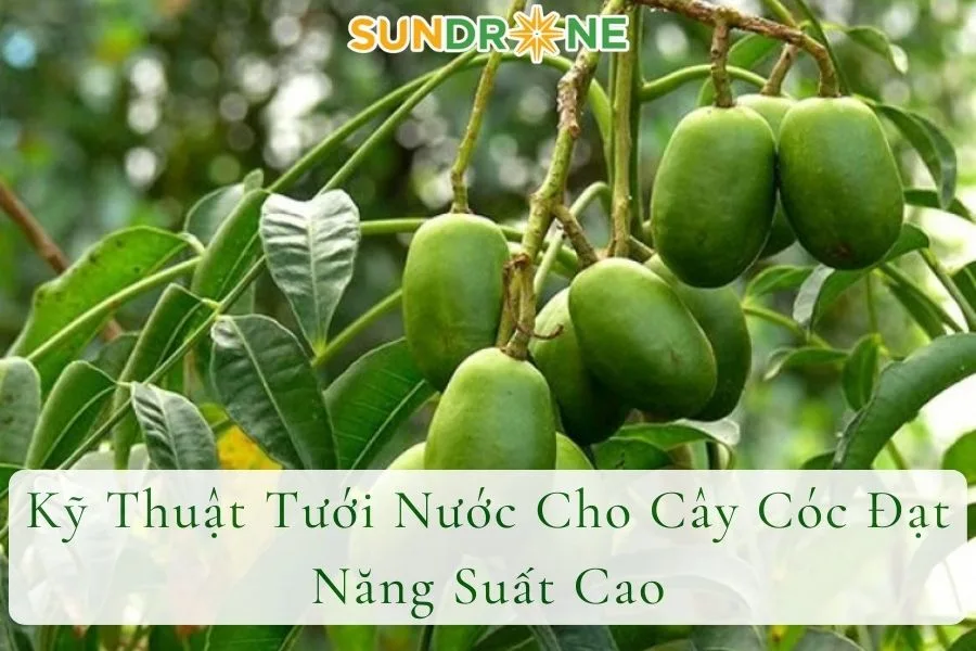 Kỹ Thuật Tưới Nước Cho Cây Cóc Đạt Năng Suất Cao