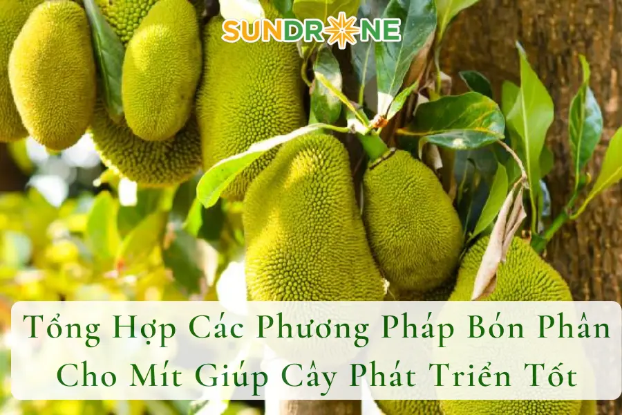 Tổng Hợp Các Phương Pháp Bón Phân Cho Mít Giúp Cây Phát Triển Tốt