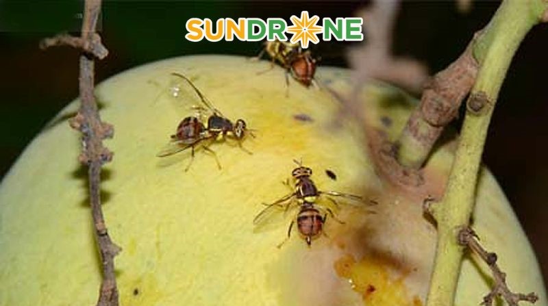 các loại sâu bệnh trên cây xoài