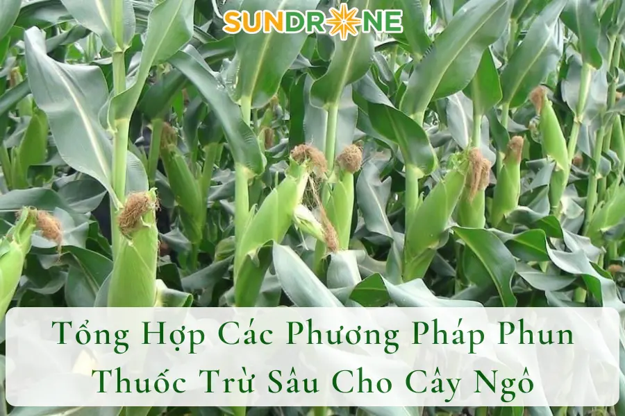 Tổng Hợp Các Phương Pháp Phun Thuốc Trừ Sâu Cho Cây Ngô