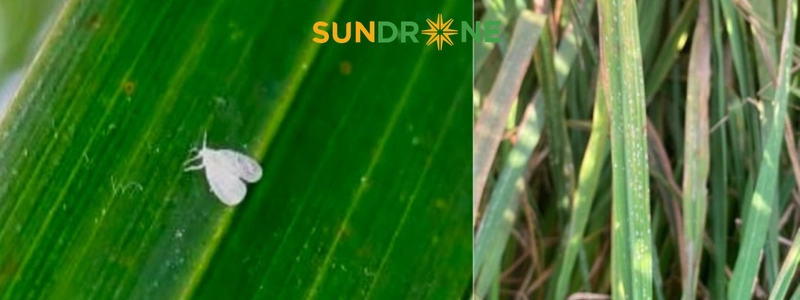 Biện pháp canh tác và kỹ thuật phòng ngừa rầy lưng trắng