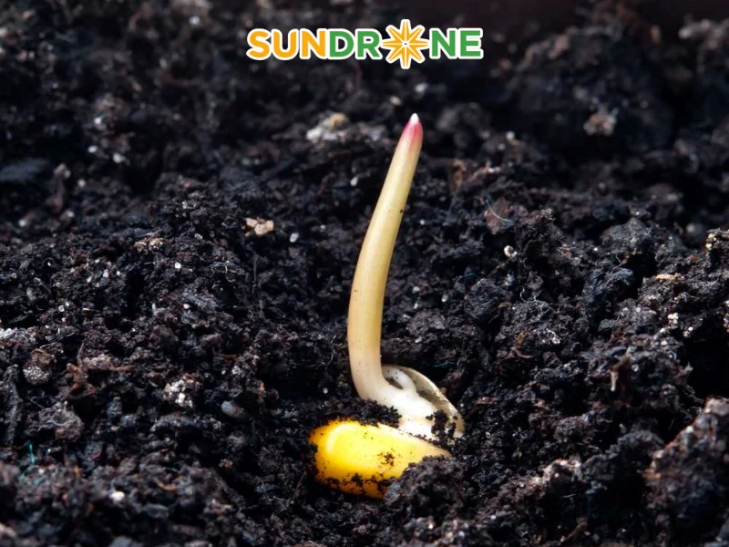 cách gieo hạt ngô cách gieo hạt ngô