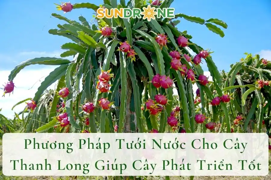 Phương Pháp Tưới Nước Cho Cây Thanh Long Giúp Cây Phát Triển Tốt