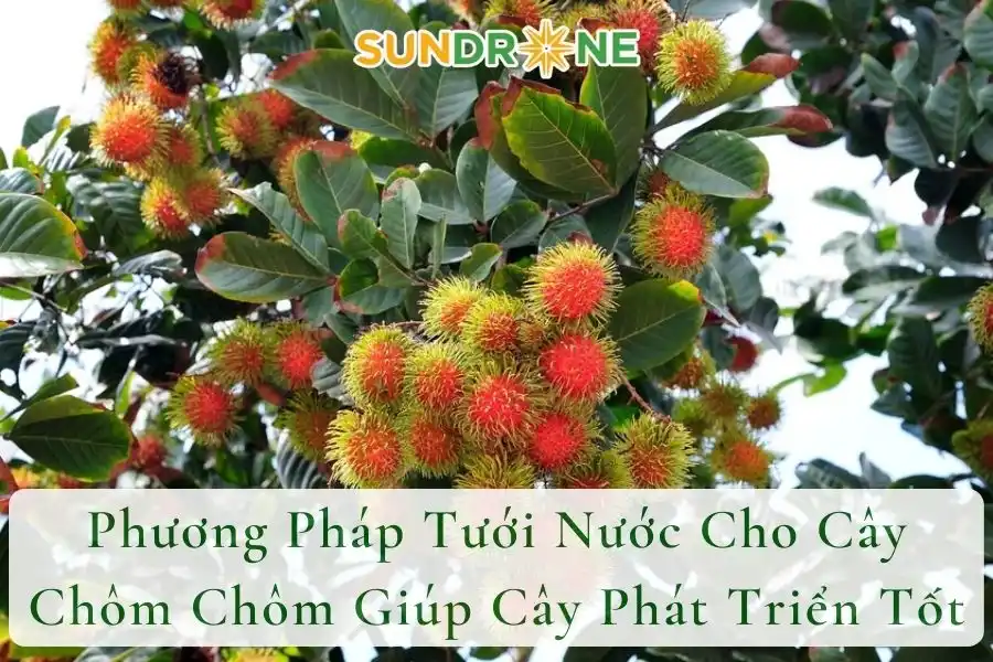 Phương Pháp Tưới Nước Cho Cây Chôm Chôm Giúp Cây Phát Triển Tốt