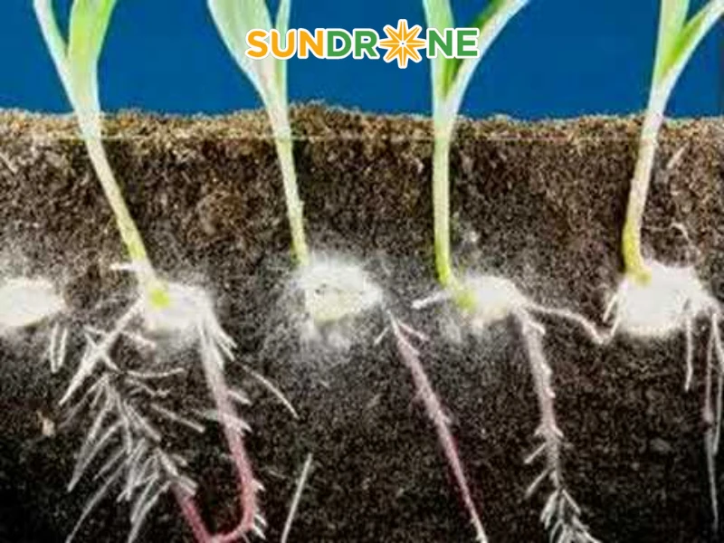 cách trồng ngô bằng hạt cách trồng ngô bằng hạt