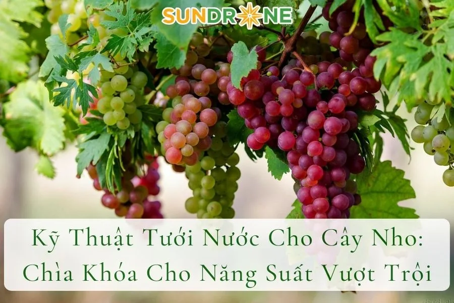 Kỹ Thuật Tưới Nước Cho Cây Nho: Chìa Khóa Cho Năng Suất Vượt Trội