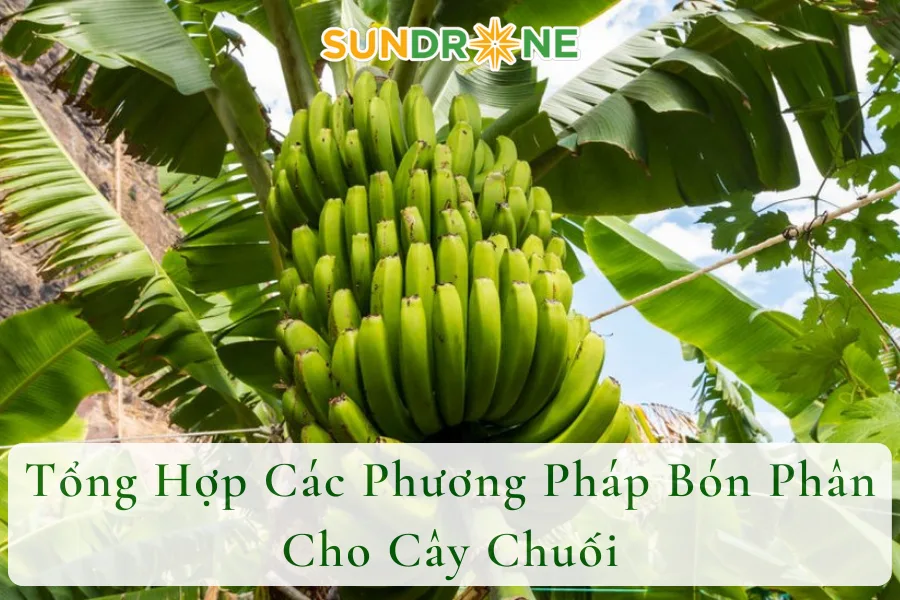 Tổng Hợp Các Phương Pháp Bón Phân Cho Cây Chuối 