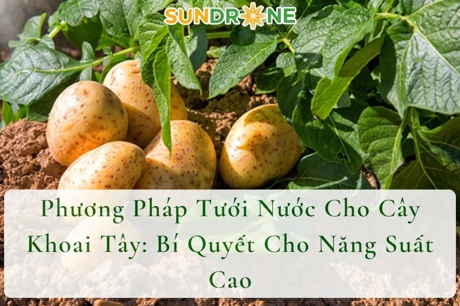 Phương Pháp Tưới Nước Cho Cây Khoai Tây: Bí Quyết Cho Năng Suất Cao