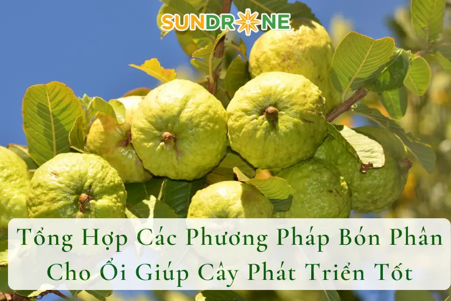 Tổng Hợp Các Phương Pháp Bón Phân Cho Ổi Giúp Cây Phát Triển Tốt