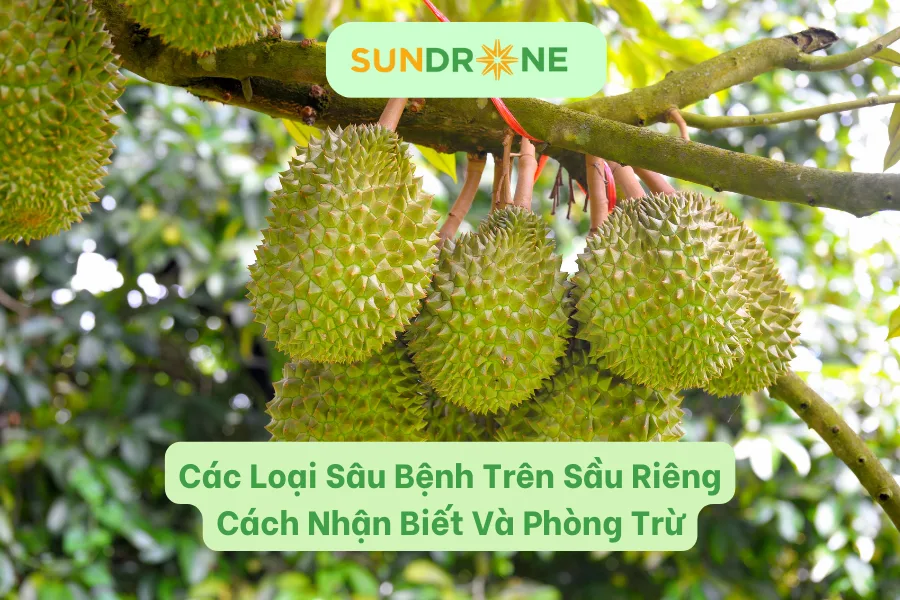 Các Loại Bệnh Trên Cây Sầu Riêng | Cách Nhận Biết Và Phòng Trừ