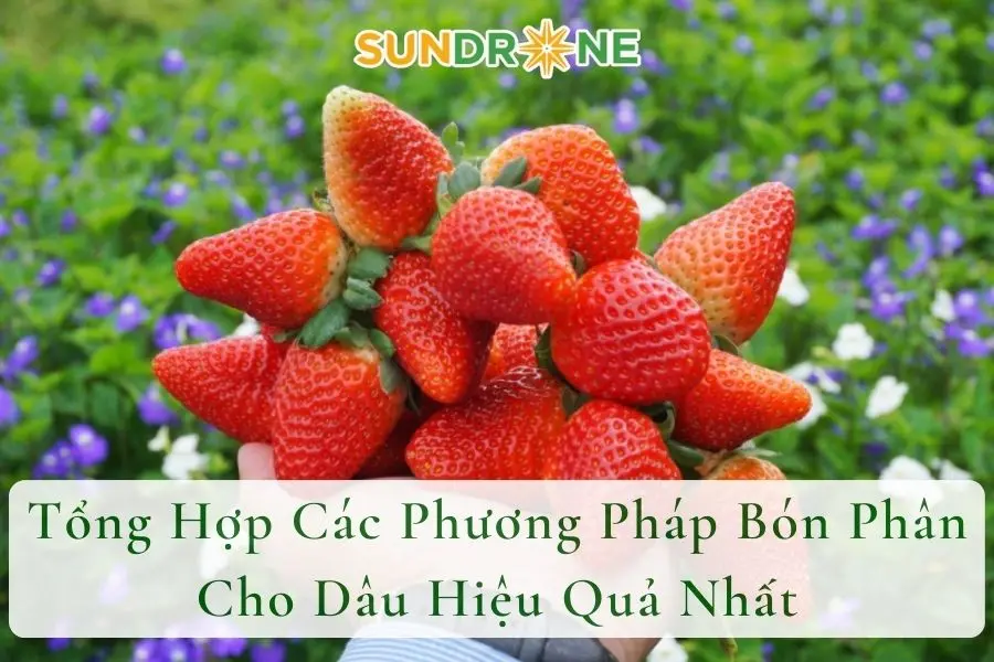 Tổng Hợp Các Phương Pháp Bón Phân Cho Dâu Hiệu Quả Nhất