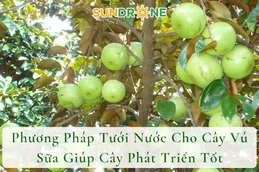 Phương Pháp Tưới Nước Cho Cây Vú Sữa Giúp Cây Phát Triển Tốt