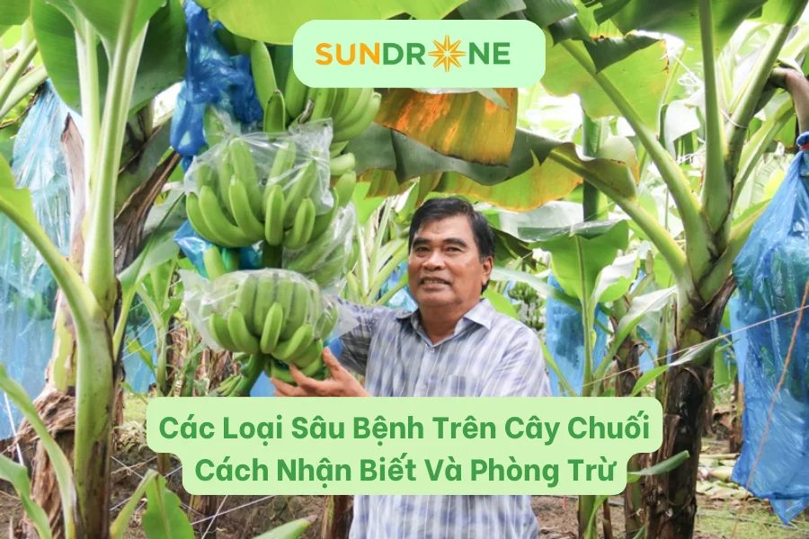 Các Loại Sâu Bệnh Hại Cây Chuối | Cách Nhận Biết Và Phòng Trừ