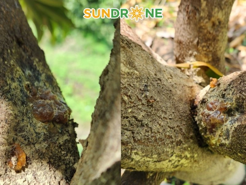 các loại bệnh trên cây sầu riêng