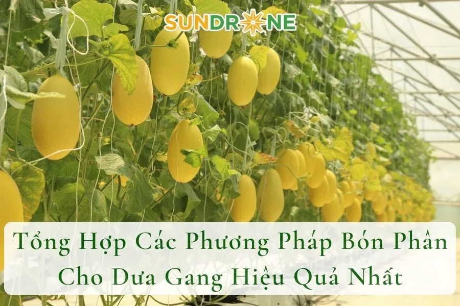 Tổng Hợp Các Phương Pháp Bón Phân Cho Dưa Gang Hiệu Quả Nhất