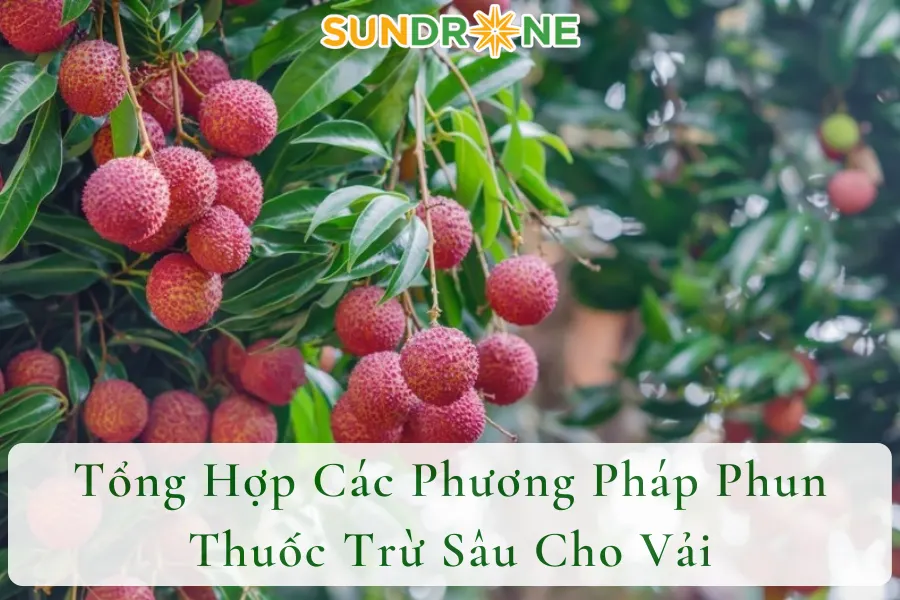 Tổng Hợp Các Phương Pháp Phun Thuốc Trừ Sâu Cho Vải