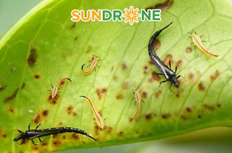 Các phương pháp diệt bọ trĩ sinh học hiệu quả tại nhà