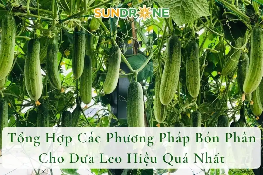 Tổng Hợp Các Phương Pháp Bón Phân Cho Dưa Leo Hiệu Quả Nhất