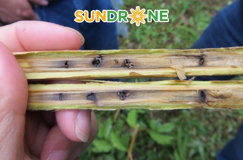 Các biện pháp canh tác phòng ngừa mọt đục cành