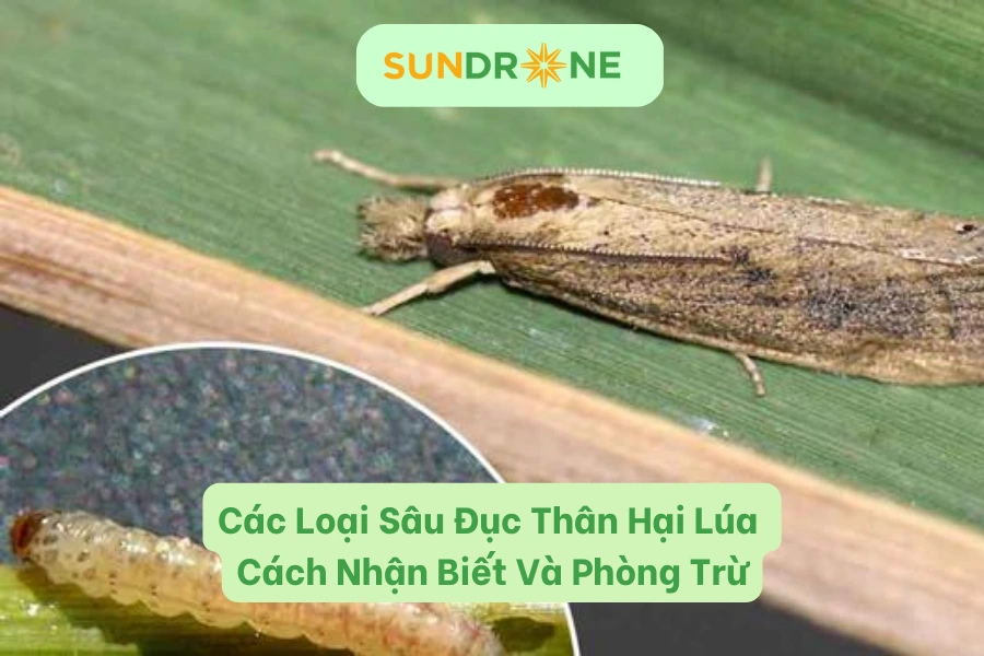 Các Loại Sâu Đục Thân Hại Lúa | Cách Nhận Biết Và Phòng Trừ