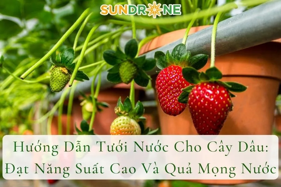 Hướng Dẫn Tưới Nước Cho Cây Dâu: Đạt Năng Suất Cao Và Quả Mọng Nước